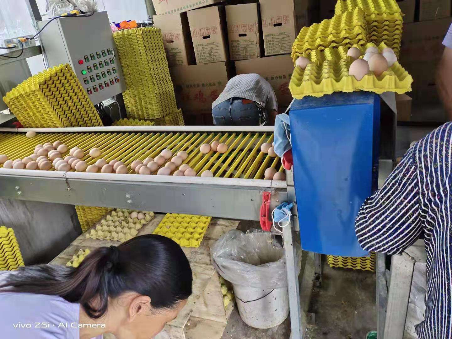 籠養(yǎng)雞需要什么環(huán)境條件？